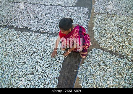 Women process small fishes for dry fish business. Workers cut and clean the fishes, add salt and then dry them on a bamboo platform. Stock Photo