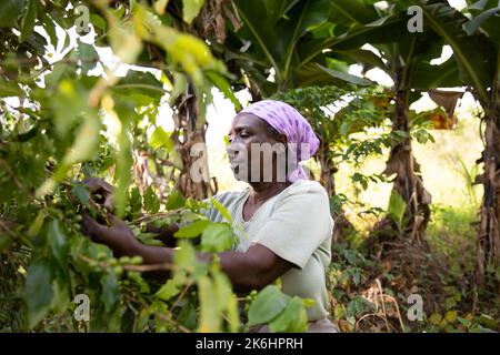 A woman smallholder farmer prunes her coffee trees on her coffee farm in Kasese District, Uganda, East Africa. Stock Photo
