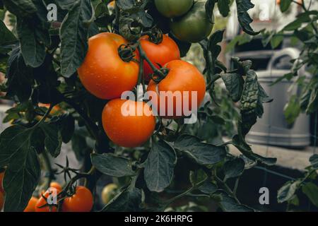 close up of deliciously ripe juicy orange variety of tomatoes Stock Photo