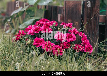 vibrant colored clove pink ( Dianthus caryophyllus ) carnation flower Stock Photo