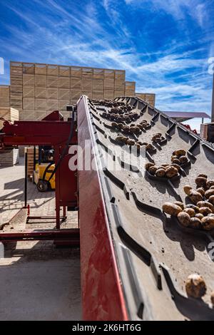 Modern potato agriculture technology in profitable potato farm Stock Photo