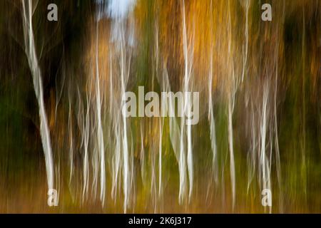 PHOTOGRAPHIC ART: Silver Birch Trees in the Attenlohfilze (Moor) near Bad Toelz, Oberbayern, Germany.   (ICM-Photography by Edmund Nagele FRPS) Stock Photo