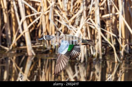 A Blue Winged Teal flying through a Wetland corridor with colorful wing feathers. Viewed at close range. Stock Photo