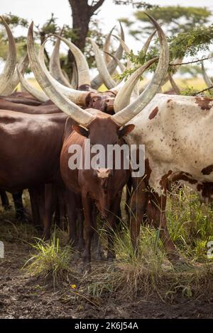 Herd of long-horned Ankole cattle in Uganda, East Africa Stock Photo