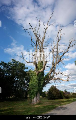 Ancient (defunct?) oak covered with ivy on the estate of Charville Castle at Tullamore, co. Offaly, Ireland Stock Photo