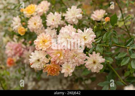 Close up of a beautiful climbing rose with yellow, prink, white petals flowering in a garden in the UK against a wall. England, UK Stock Photo