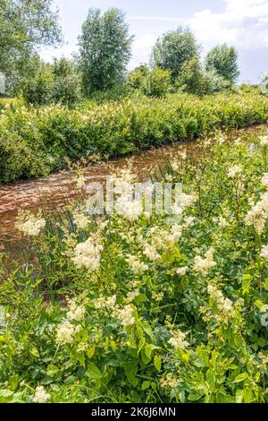 Meadowsweet (Filipendula ulmaria) flowering beside the disused Coombe Hill Canal, Coombe Hill, Gloucestershire, England UK Stock Photo