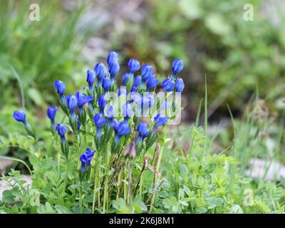 Alpine Flora - Snow Gentian (Gentiana nivalis), found over 2000 meter above sea level, Flumserberg, Switzerland Stock Photo