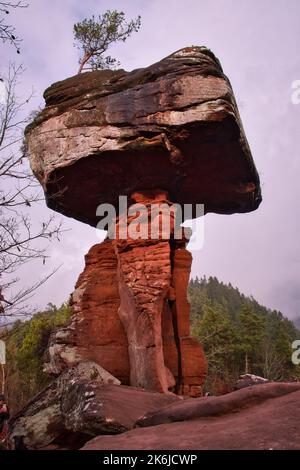 Hiinterweidenthal, Germany - January 1, 2021: One side of Devil's Table made of red rock and has a tree growing on top in the Palatinate Forest of Ger Stock Photo