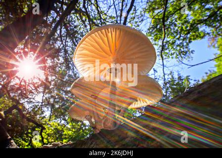 Sun shining through foliage and porcelain fungus (Oudemansiella mucida) mushrooms showing gills and growing on tree trunk in forest in autumn Stock Photo