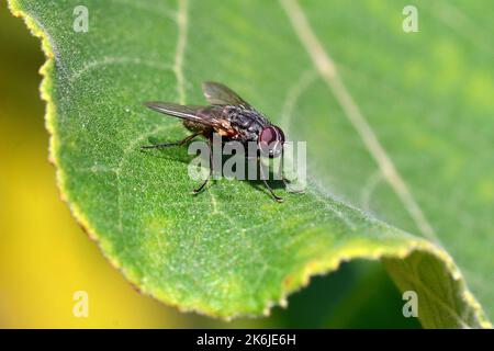 Housefly, Stubenfliege, mouche domestique, Musca domestica, házilégy, Hungary, Budapest, Magyarprszág, Europe Stock Photo