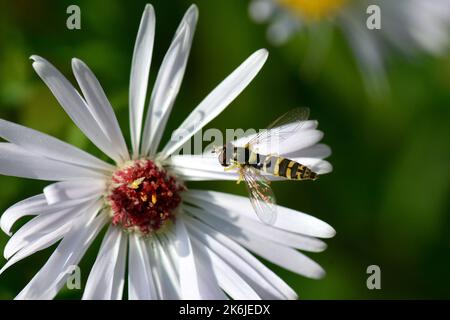 long hoverfly, Gewöhnliche Langbauchschwebfliege, Syrphe porte-plume, Sphaerophoria scripta, tarka darázslégy, Hungary, Budapest, Magyarprszág, Europe Stock Photo