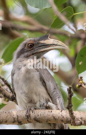 A Grey Hornbill resting on tree and looking into Camera Stock Photo