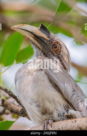 A Grey Hornbill resting on tree and looking into Camera Stock Photo