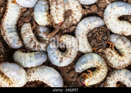 Large white worms closeup may bug larvae or rhinoceros beetle in the ground Stock Photo