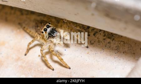 A common jumping spider sitting on earth with blurred background and selective focus. Close up picture of a jumping spider looking in to the camera. Stock Photo