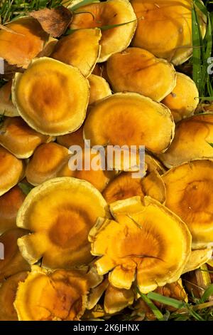 Like other members of the family, the Brick Tuft forms dense clumps and will troop on the decaying stumps of deciduous trees, especially oaks. Stock Photo