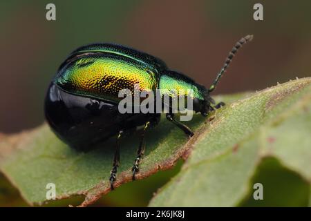 Female Green Dock beetle (Gastrophysa viridula) full of eggs. Tipperary, Ireland Stock Photo