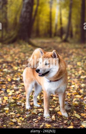 Red 6 month old shiba inu puppy is standing on fallen autumn leaves at the birch alley Stock Photo