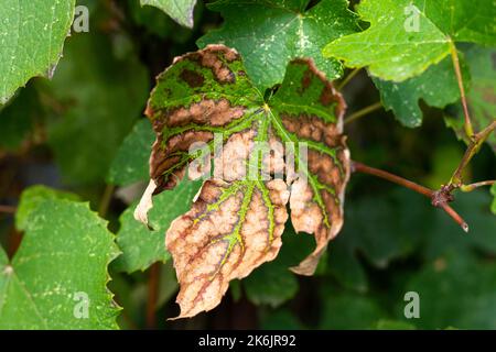 Brown spots on a grape leaf on a vine. Diseases of grapes. Stock Photo