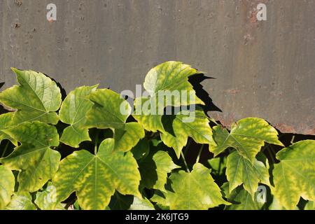 Leafy ivy vines and plants growing on an industrial concrete wall. Stock Photo