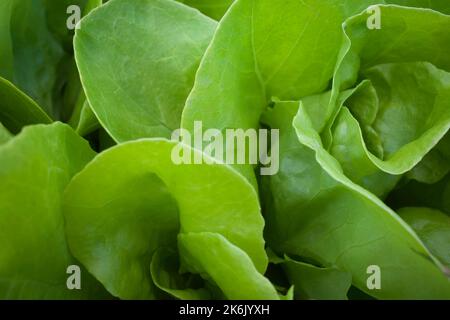 Organic background - Butterhead lettuce growing in summer Stock Photo