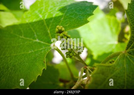 Unripe grapes - a string of green baby grapes growing in spring Stock Photo
