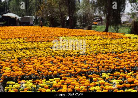 Mexico City, Mexico. 13th Oct, 2022. October 13, 2022, Mexico City, Mexico: Flower growers during the harvest season of the thousands of cempasuchil flowers, to sale it in the local markets in Xochimilco municipality, to people adorn altars as part of the Mexican celebrations of the Day of the Dead 'Dia de Muertos). on October 13, 2022 in Mexico City, Mexico. (Photo by Luis Barron/Eyepix Group/Sipa USA). Credit: Sipa USA/Alamy Live News Stock Photo