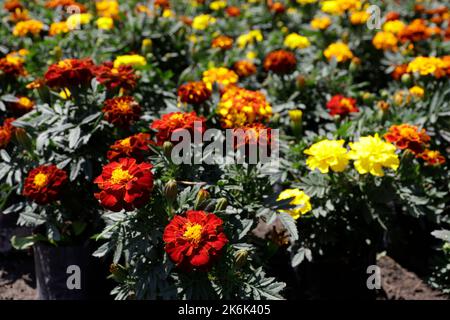 Mexico City, Mexico. 13th Oct, 2022. October 13, 2022, Mexico City, Mexico: Flower growers during the harvest season of the thousands of cempasuchil flowers, to sale it in the local markets in Xochimilco municipality, to people adorn altars as part of the Mexican celebrations of the Day of the Dead 'Dia de Muertos). on October 13, 2022 in Mexico City, Mexico. (Photo by Luis Barron/Eyepix Group/Sipa USA). Credit: Sipa USA/Alamy Live News Stock Photo