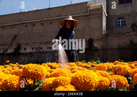 Mexico City, Mexico. 13th Oct, 2022. October 13, 2022, Mexico City, Mexico: Flower growers during the harvest season of the thousands of cempasuchil flowers, to sale it in the local markets in Xochimilco municipality, to people adorn altars as part of the Mexican celebrations of the Day of the Dead 'Dia de Muertos). on October 13, 2022 in Mexico City, Mexico. (Photo by Luis Barron/Eyepix Group/Sipa USA). Credit: Sipa USA/Alamy Live News Stock Photo