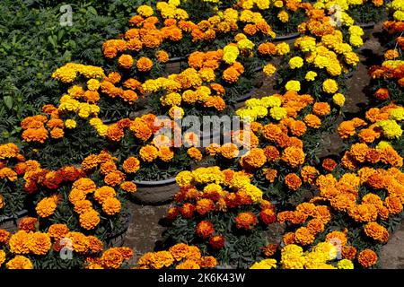 Mexico City, Mexico. 13th Oct, 2022. October 13, 2022, Mexico City, Mexico: Flower growers during the harvest season of the thousands of cempasuchil flowers, to sale it in the local markets in Xochimilco municipality, to people adorn altars as part of the Mexican celebrations of the Day of the Dead 'Dia de Muertos). on October 13, 2022 in Mexico City, Mexico. (Photo by Luis Barron/Eyepix Group/Sipa USA). Credit: Sipa USA/Alamy Live News Stock Photo