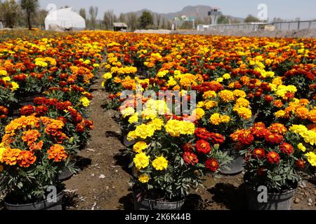 Mexico City, Mexico. 13th Oct, 2022. October 13, 2022, Mexico City, Mexico: Flower growers during the harvest season of the thousands of cempasuchil flowers, to sale it in the local markets in Xochimilco municipality, to people adorn altars as part of the Mexican celebrations of the Day of the Dead 'Dia de Muertos). on October 13, 2022 in Mexico City, Mexico. (Photo by Luis Barron/Eyepix Group/Sipa USA). Credit: Sipa USA/Alamy Live News Stock Photo