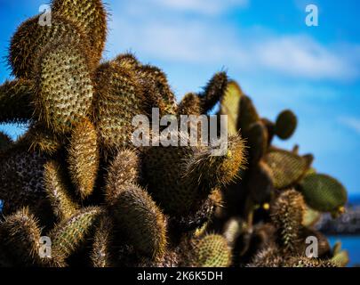 Prickly Pear Cactus close up, Opuntia echios, on Plaza island, Galapagos islands, Ecuador, South America Stock Photo