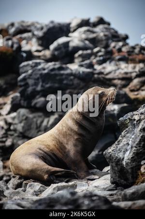 Baby Sea Lion on Plaza Island, Galapagos, Ecuador, South America Stock Photo