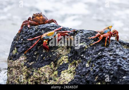 Sally lightfoot crabs on Espanola Island, Galapagos islands, Ecuador, South America Stock Photo