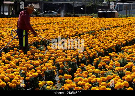 Mexico City, Mexico. 13th Oct, 2022. Flower growers during the harvest season of the thousands of cempasuchil flowers, to sale it in the local markets in Xochimilco municipality, to people adorn altars as part of the Mexican celebrations of the Day of the Dead 'Dia de Muertos). on October 13, 2022 in Mexico City, Mexico. (Credit Image: © Luis Barron/eyepix via ZUMA Press Wire) Stock Photo