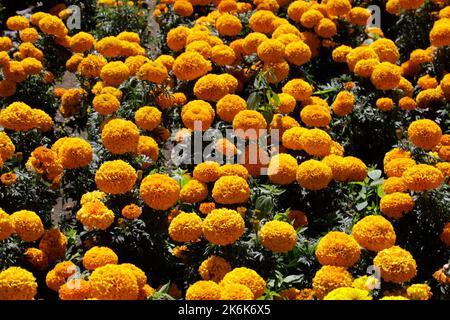 Mexico City, Mexico. 13th Oct, 2022. Flower growers during the harvest season of the thousands of cempasuchil flowers, to sale it in the local markets in Xochimilco municipality, to people adorn altars as part of the Mexican celebrations of the Day of the Dead 'Dia de Muertos). on October 13, 2022 in Mexico City, Mexico. (Credit Image: © Luis Barron/eyepix via ZUMA Press Wire) Stock Photo