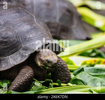 Galapagos Giant Tortoise On Floreana Island, Galapagos islands, Ecuador, South America Stock Photo