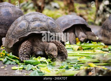 Galapagos Giant Tortoise On Floreana Island, Galapagos islands, Ecuador, South America Stock Photo