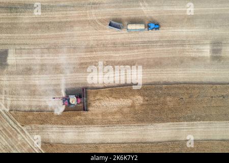 Drone view of the combine mows the grain in the field Stock Photo