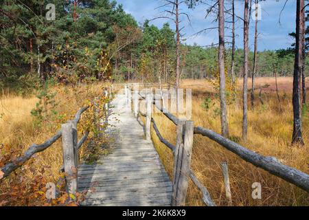 a bog in autumn with foliage coloring of trees Stock Photo