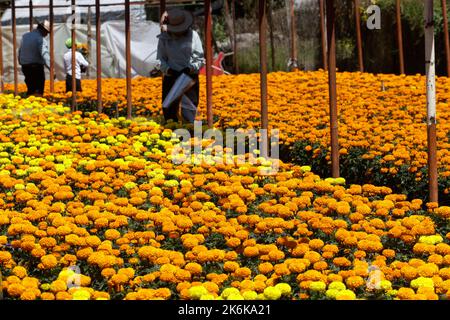 Mexico City, Mexico. 13th Oct, 2022. Flower growers during the harvest season of the thousands of cempasuchil flowers, to sale it in the local markets in Xochimilco municipality, to people adorn altars as part of the Mexican celebrations of the Day of the Dead 'Dia de Muertos). on October 13, 2022 in Mexico City, Mexico. (Credit Image: © Luis Barron/eyepix via ZUMA Press Wire) Stock Photo