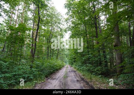 Empty ground road in a forest Stock Photo