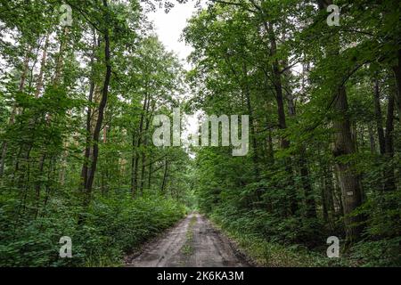 Empty ground road in a forest Stock Photo