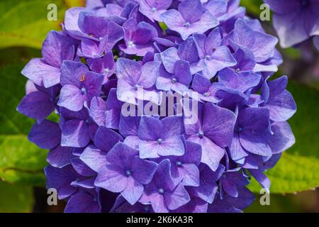 French hydrangea, Hydrangea macrophylla flowering plant, hortensia Stock Photo