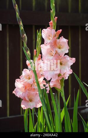 Sword Lilies, Gladiolus, bloomimg in a garden Stock Photo