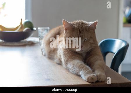 Ginger tabby cat relaxing sleeping on dining table with paws stretched and fruit bowl in background Stock Photo
