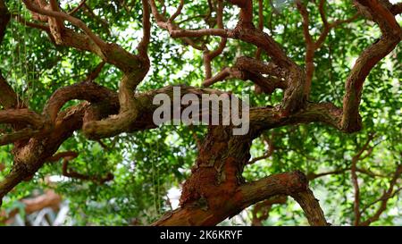 Tree trunk close-up with spring green leaves and curved branches. Vertical, spring plant growth, fresh young foliage. Looking up. Stock Photo