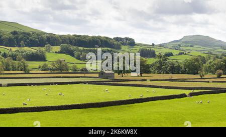 Summer meadows at Askrigg Bottoms, Wensleydale, Yorkshire Stock Photo