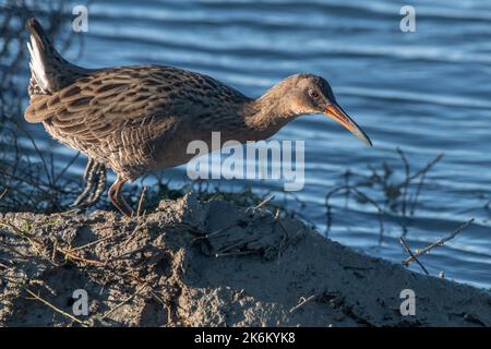 Ridgway's Rail (Rallus obsoletus) a threatened bird species found in the salt marsh habitat around San Francisco Bay in California. Stock Photo